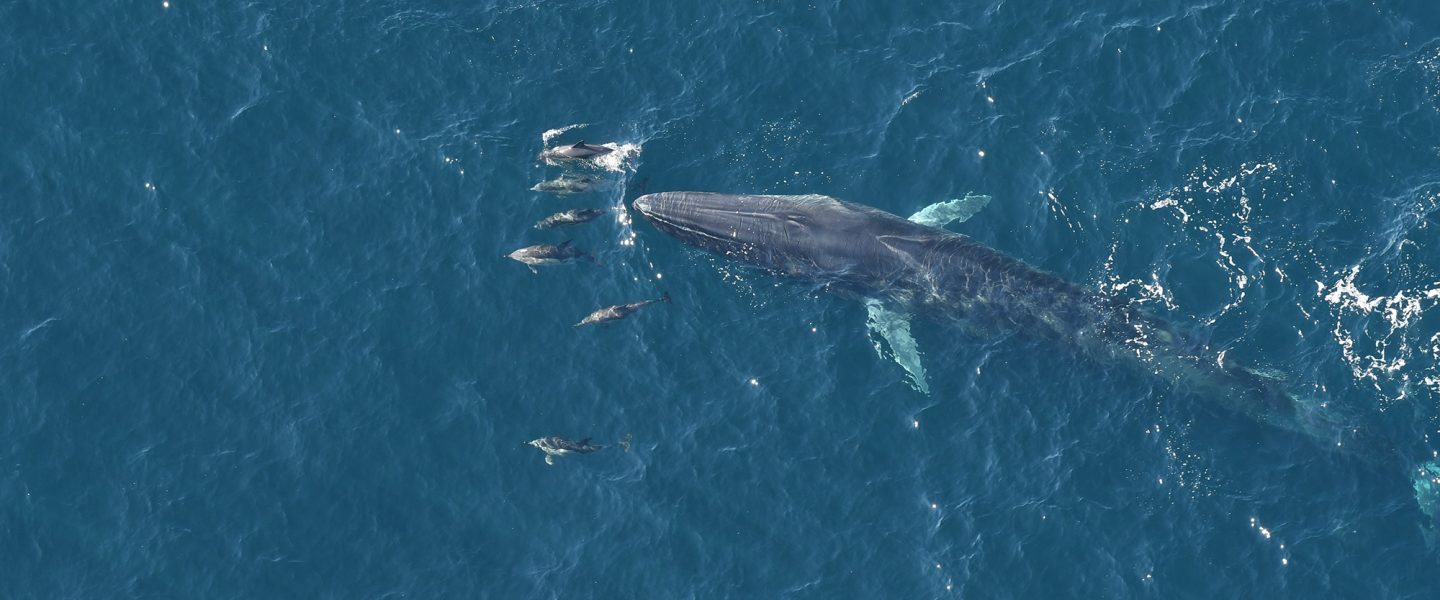 fin whale surrounded by several dolphins