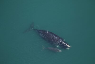 2022–2023 North Atlantic Right Whale Mother and Calf Pairs