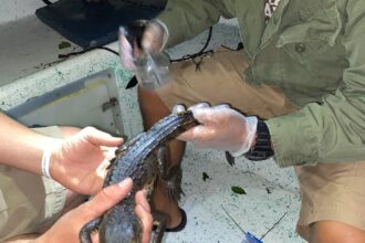 Using the Morelet’s Crocodile as a Sentinel Species to Save Belize’s New River