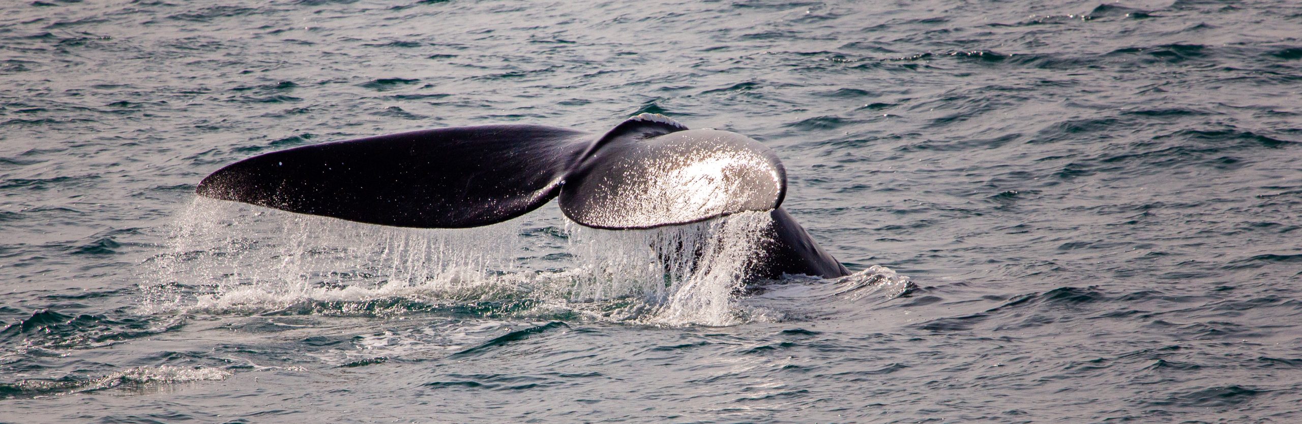 5 Actions to Take for World Whale Day (and Beyond!) New England Aquarium