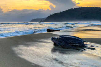 Leatherback turtle on a beach in Panama