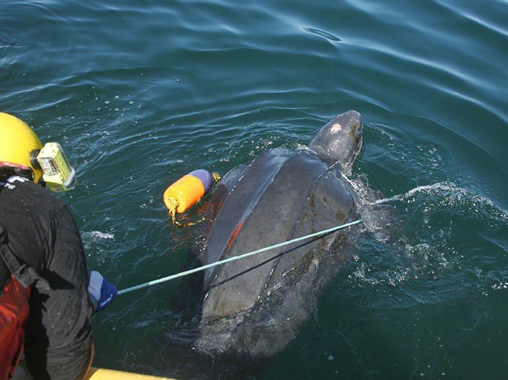 Aquarium staff are part of a team that responds to leatherback entanglements.