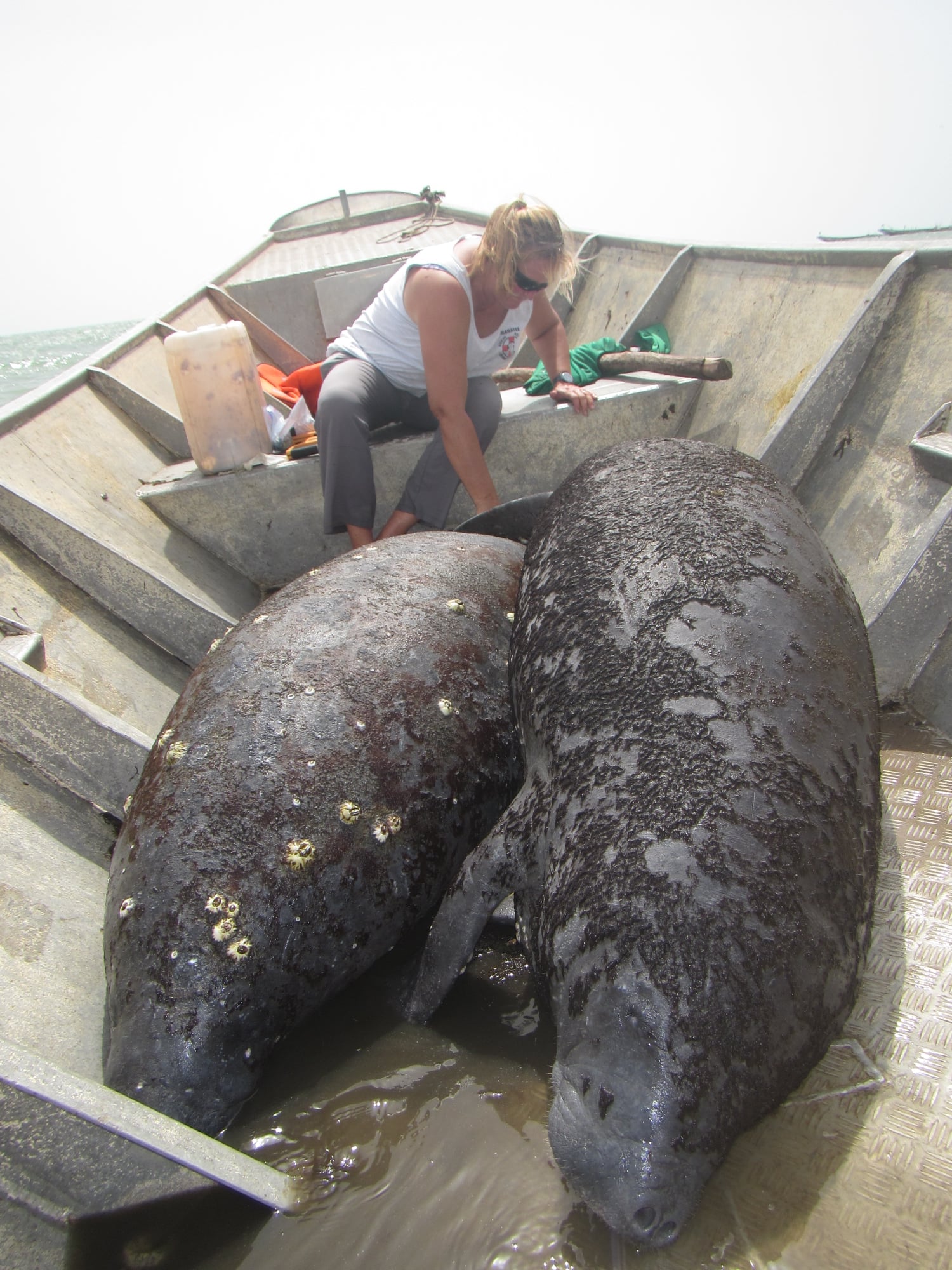 https://neaq.org/wp-content/uploads/2023/05/lucy-q3-photo-4_solo_lucy-rescued-manatee-photo-1.jpeg