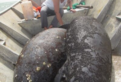 MCAF Fellow Lucy Keith Diagne: Saving African Manatees