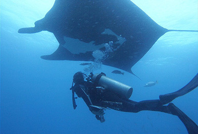 A magical encounter with a giant manta on Isla del Caño, Costa Rica. Photo by Luis Carlos Solano