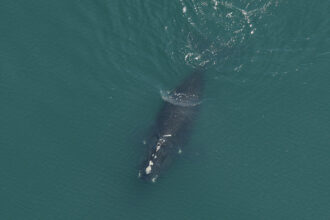 Meet the Newly Named Right Whales of 2021