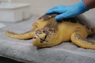 Scientists Pioneer Tagging Procedure for Threatened Sea Turtles