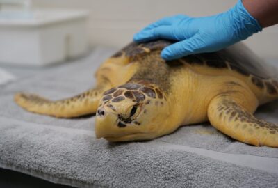 Scientists Pioneer Tagging Procedure for Threatened Sea Turtles