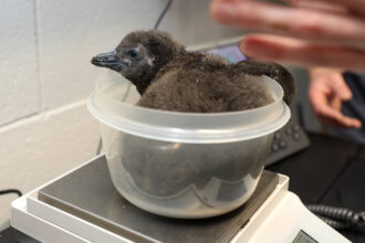 Penguin chick weigh-in