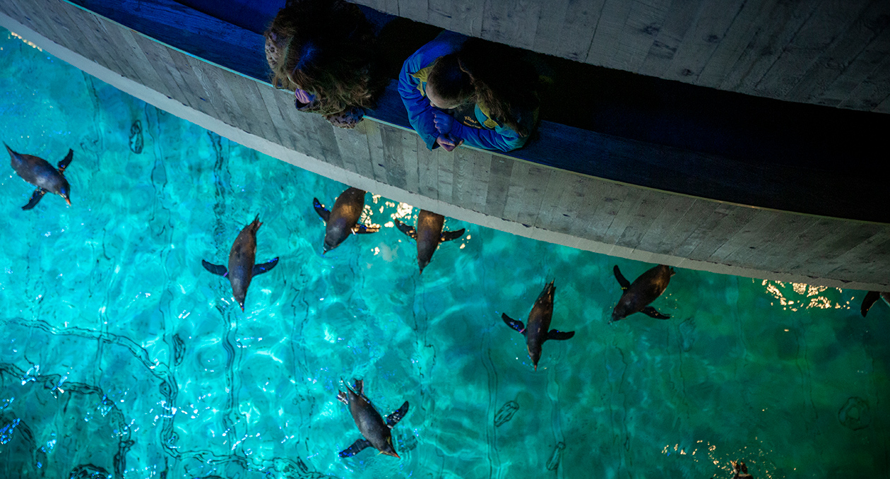 The Penguin exhibit from above