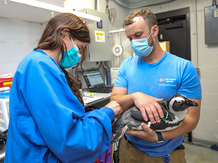 A penguin receives medical treatment from Aquarium staff.