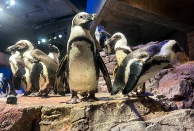 African penguins at the New England Aquarium