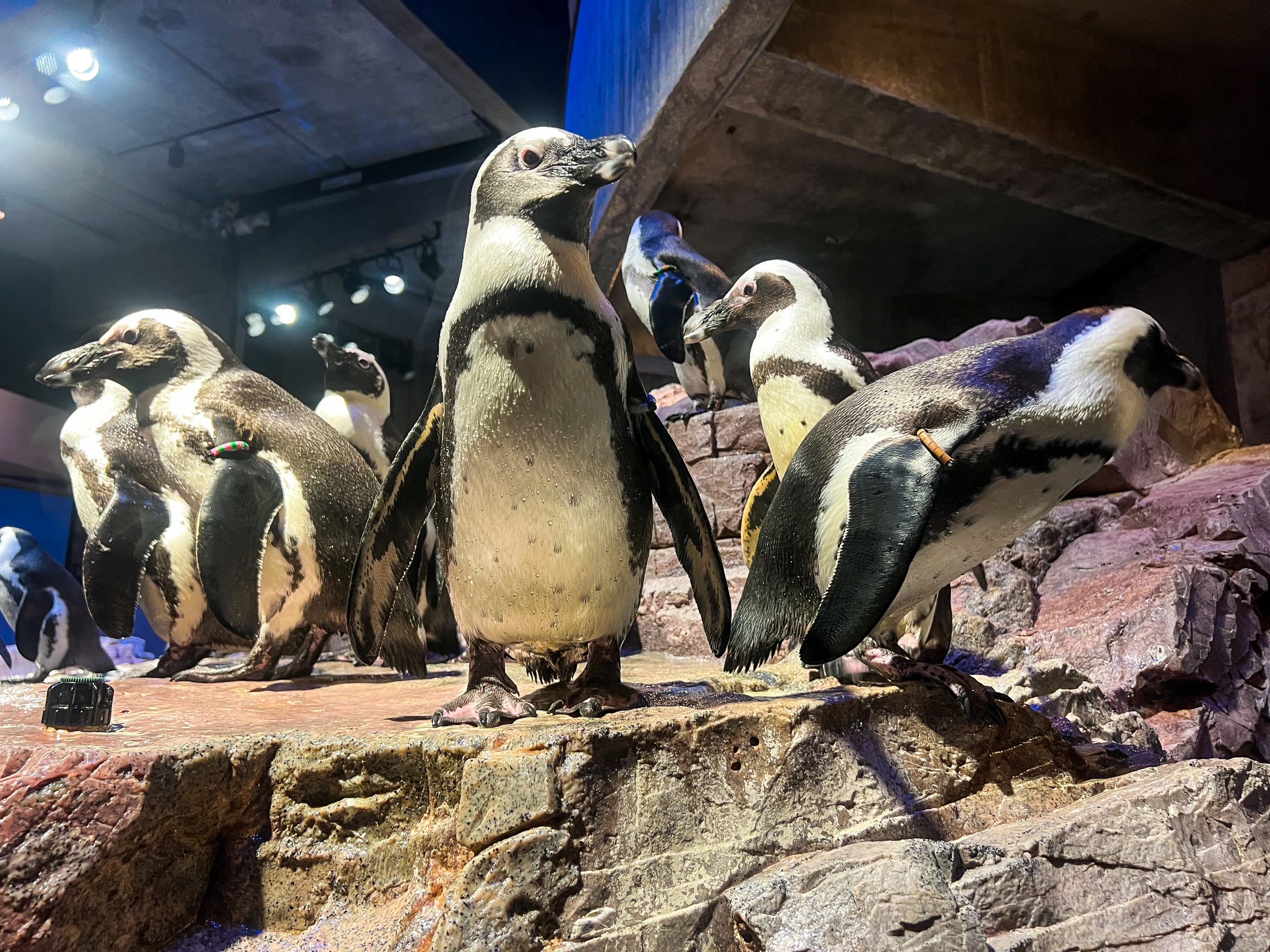 African Penguin Reproduction