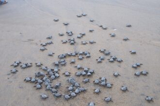 Impact de la pandémie mondiale du COVID 19 sur la recherche pour la protection des tortues marin de la côte atlantique à Ebodje, Cameroun