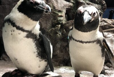 Penguin Awareness Day: Meet Some Penguins