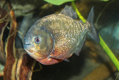Red-bellied Piranha