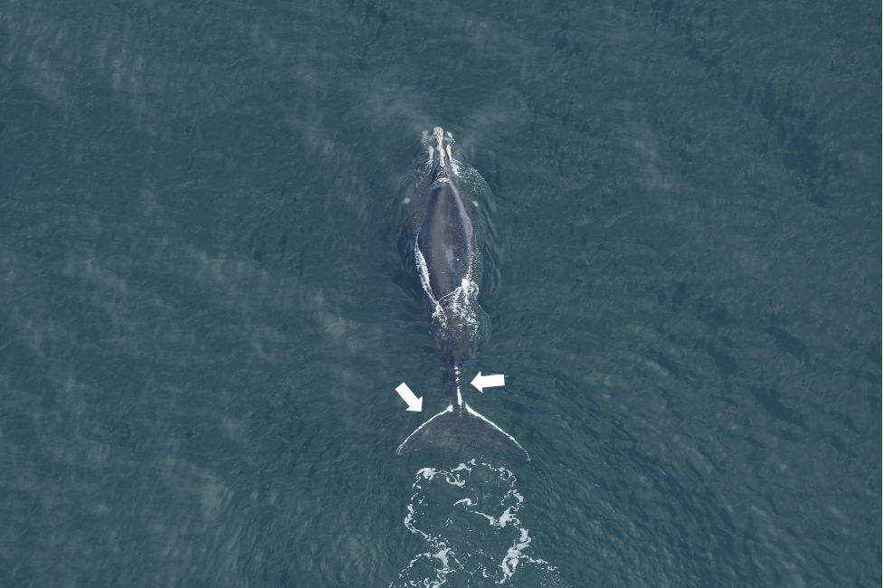 right whale