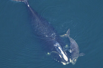 North Atlantic right whale mother and calf