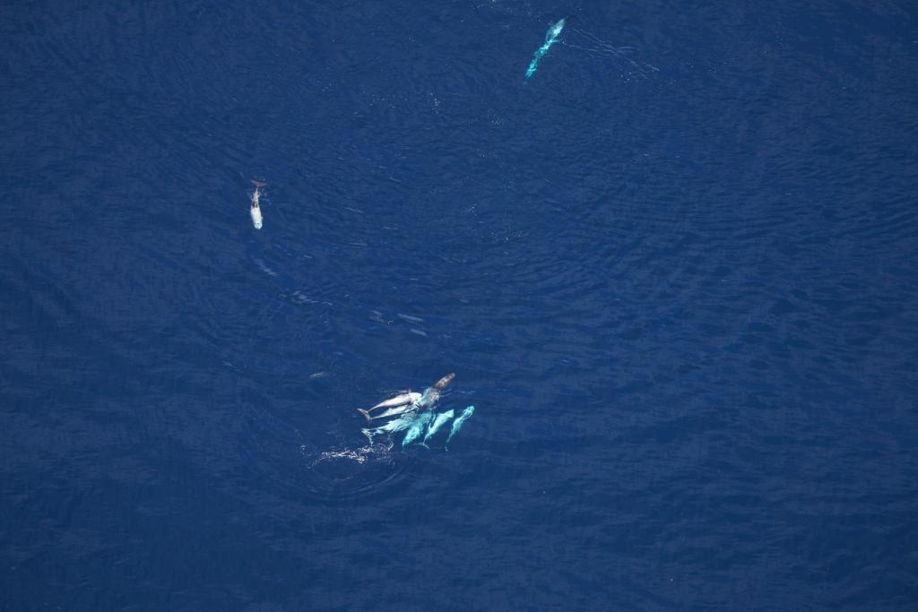 Aerial view of a pod of Risso’s dolphins