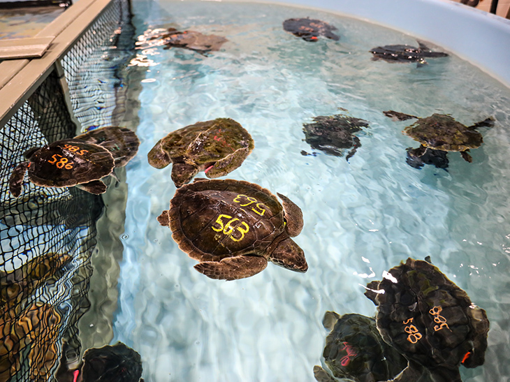 Sea turtles recover at the Sea Turtle Hospital