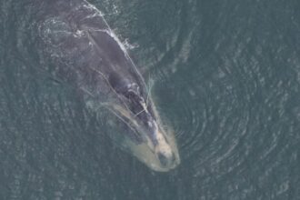 Facing Human-Caused Threats, Right Whales’ Downward Trend Continues