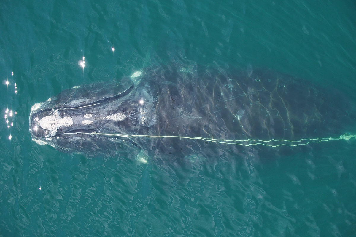 aerial close up of right whale with rope running the length of the whale's body