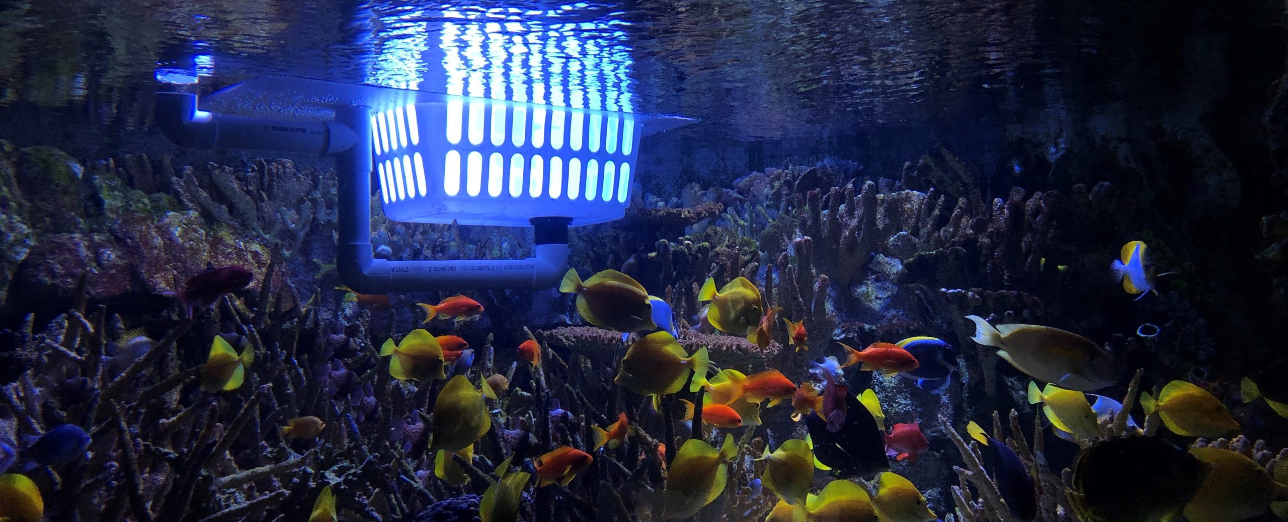 Fish egg outlet in aquarium