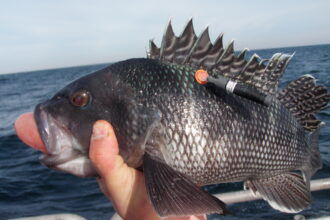 Sweet relief: Increasing the survival rate of black sea bass through swim bladder venting