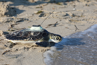Tagged turtle released back into the ocean