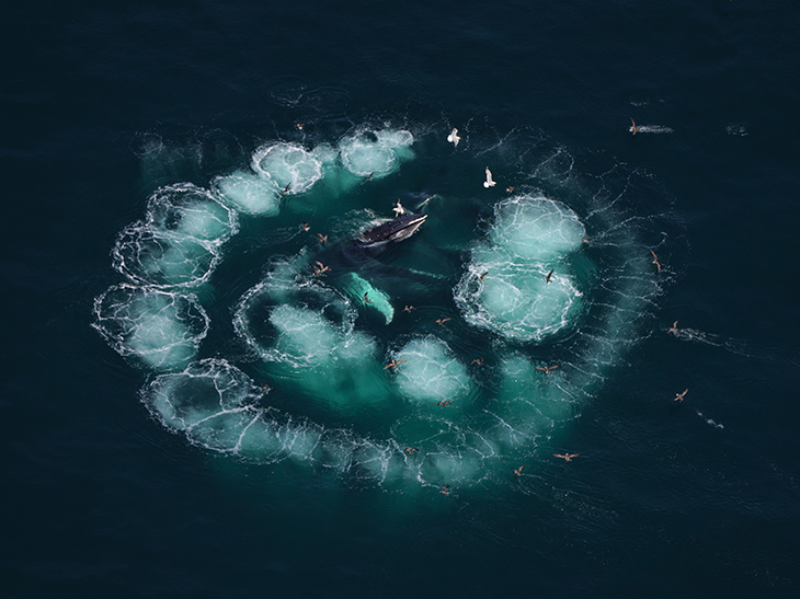 Aerial survey team photographs whales during a flight.