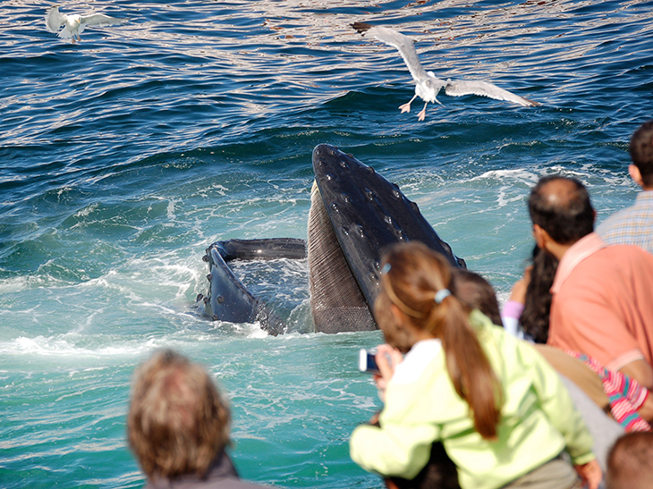 New England Aquarium Whale Watch