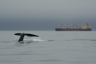 Right Whale Consortium Releases 2020 Report Card Update