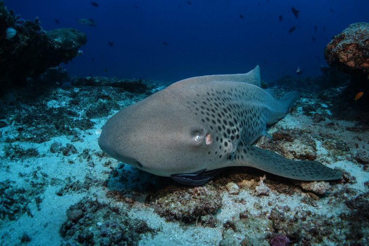 zebra shark