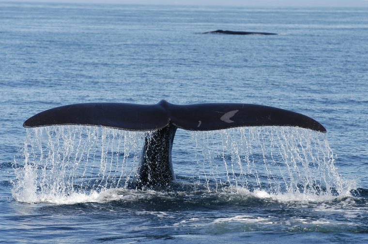 right whale tail flukes above the water 