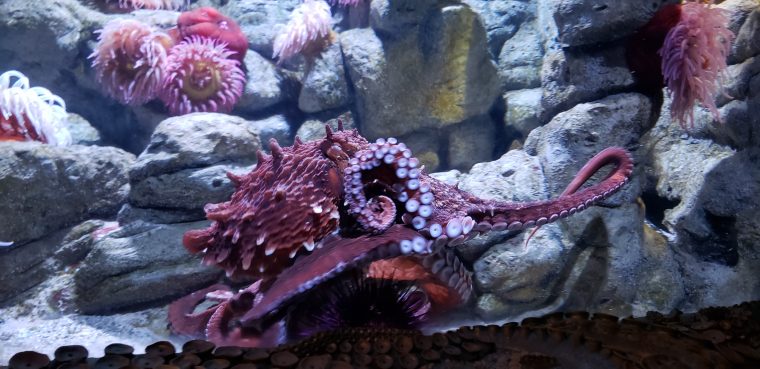 giant pacific octopus in exhibit