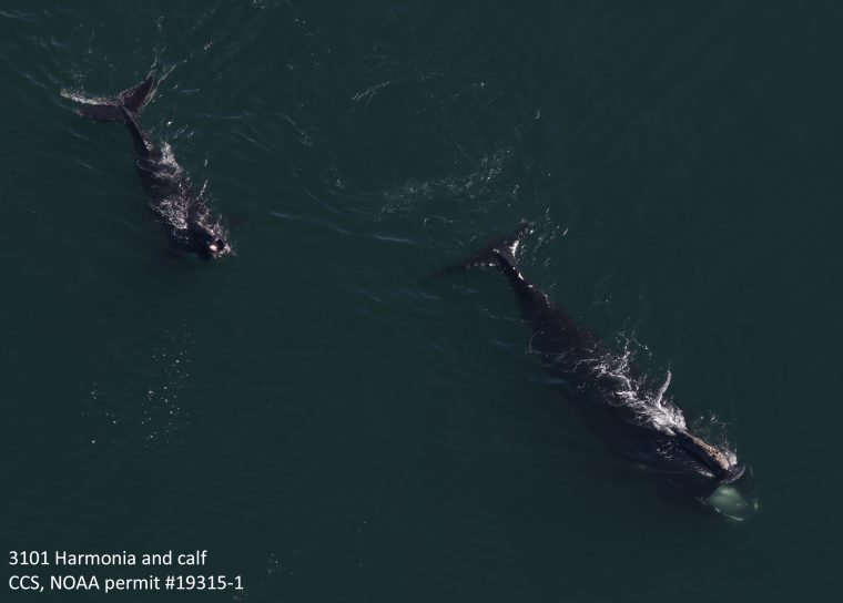Female right whale with a calf