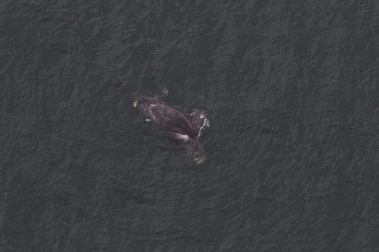 Right whale calf