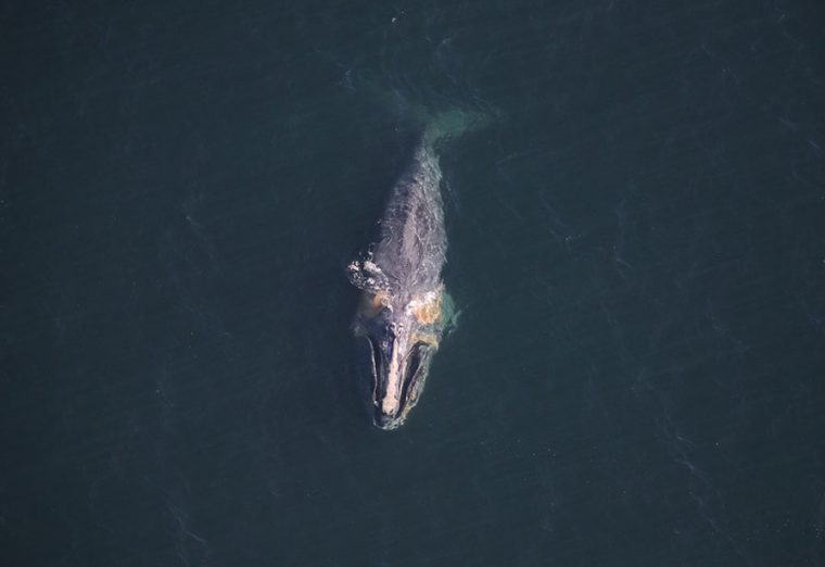 right whale swimming in open water
