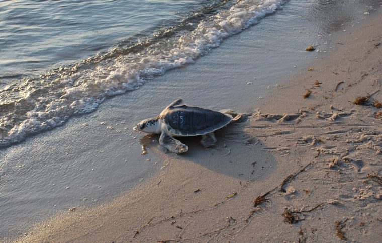 Kemp’s ridley sea turtle on a shoreline