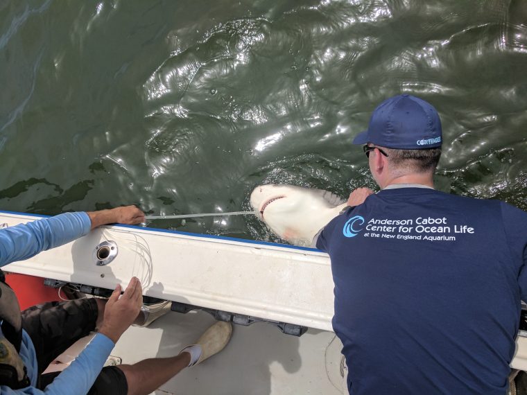 Research team handling a shark from side of a boat