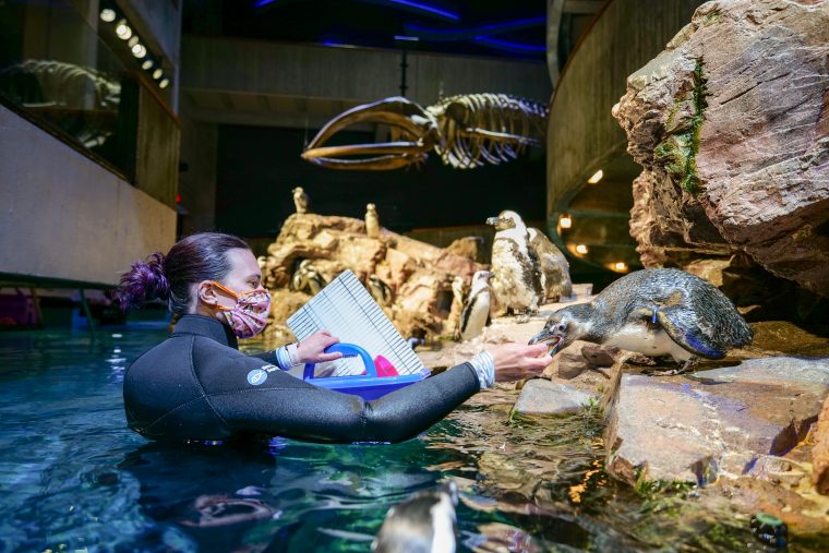 Aquarium staff feeding penguins in exhibit