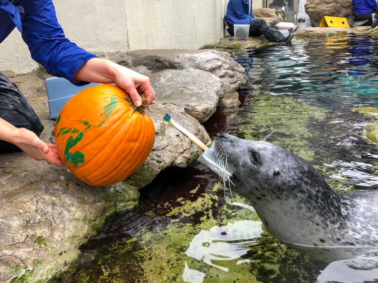Seal using a paintbrush in its mouth to paint a pumpkin