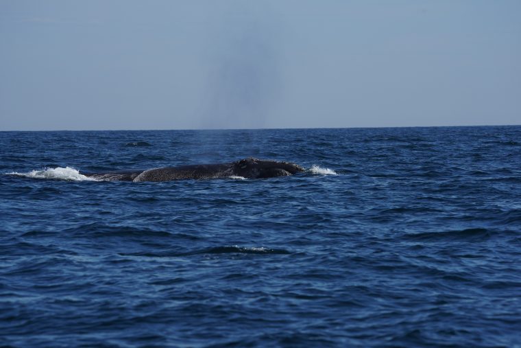 Single right whale in open water