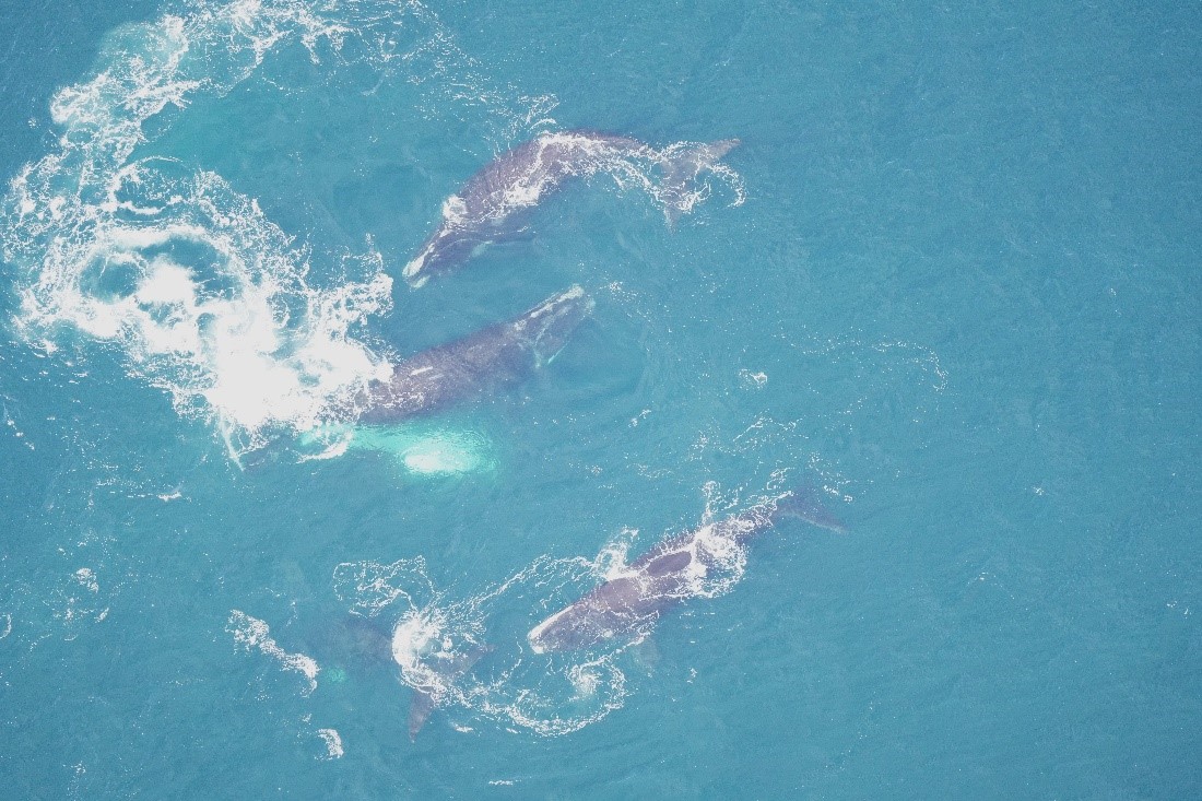 Right whales in a surface active group (SAG) on March 10, 2023.