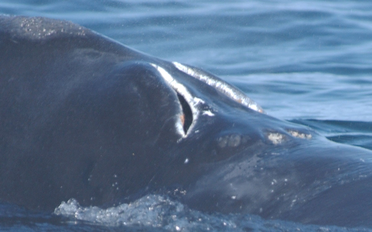Code: WHBH Description: Blowholes are bright white, not gray or black