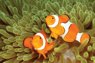 Anemonefish in a sea anemone