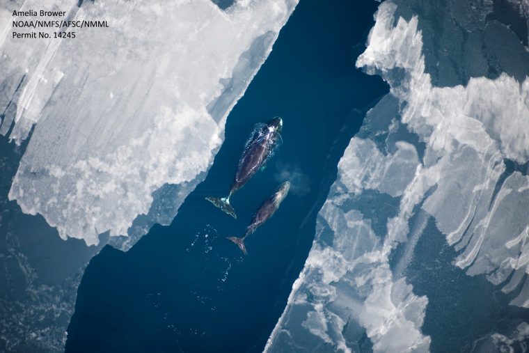 two bowhead whales swimming between icebergs in the arctic