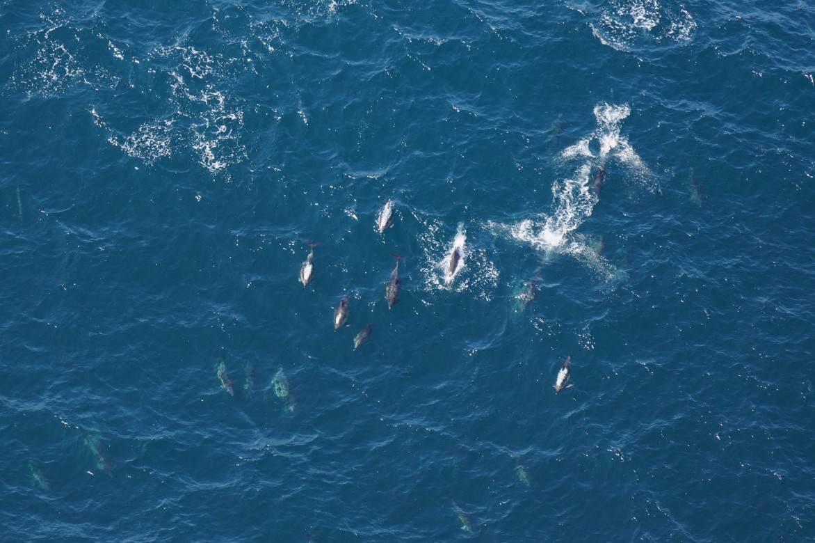 One of the many groups of common dolphins seen on this survey.