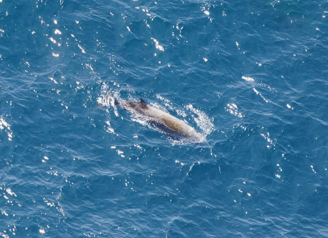 A Cuvier's beaked whale with some white scars, caused by interactions with other males, visible on its head and back.
