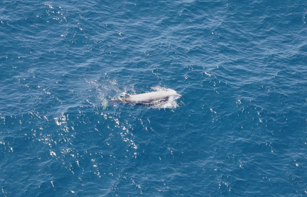 Another Cuvier’s beaked whale with significant white scarring on its head and back indicating that it is an older male.
